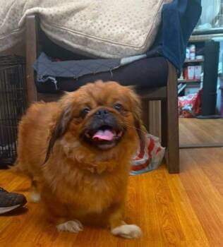 Bear -  Pekingese and Mixed Breed Dog for Adoption in Morton Grove, Illinois - Bear | PetCurious