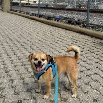 Pug and Chihuahua Dogs Available for Adoption in Chicago, Illinois - Winston | PetCurious