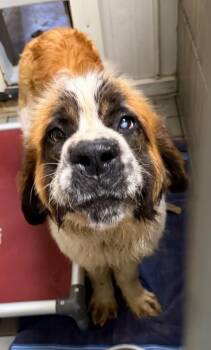 Saint Bernard Dogs Available for Adoption in Virginia, Minnesota - Athena | PetCurious