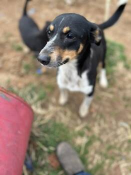 Cattle Dog Dogs Available for Adoption - Olive | PetCurious