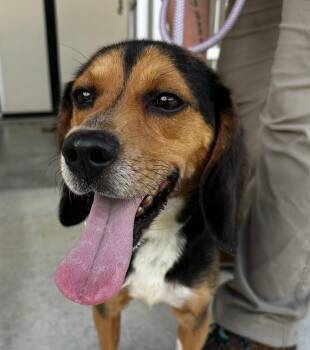 Bagelette -  Beagle Dog for Adoption in Washington, District Of Columbia - Bagelette | PetCurious
