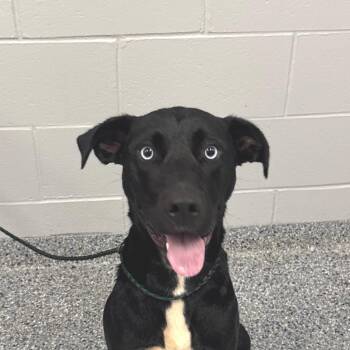 Eifel -  Mixed Breed Dog for Adoption in Greenville, South Carolina - Eifel | PetCurious