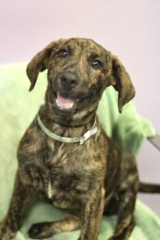 Glacier Cherry in NH. Come Meet our Adoptable Dogs Wednesday-Sat -  Labrador Retriever Dog for Adoption in Manchester, New Hampshire - Glacier Cherry In NH. Come Meet Our Adoptable Dogs Wednesday-Sat | PetCurious