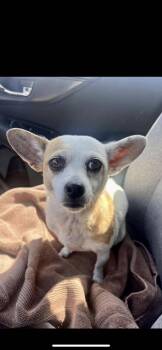 Chihuahua and Miniature Dachshund Dogs Available for Adoption in New Haven, Connecticut - Cookie | PetCurious
