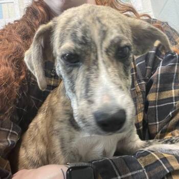 Levi -  Terrier and Mixed Breed Dog for Adoption in Eureka Springs, Arkansas - Levi | PetCurious