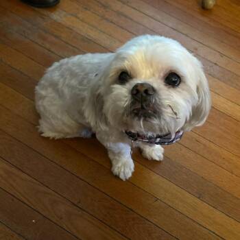Bentley -  Mixed Breed and Shih Tzu Dog for Adoption in Tunkhannock, Pennsylvania - Bentley | PetCurious