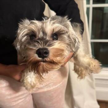Mia -  Miniature Schnauzer Dog for Adoption in Matthews, North Carolina - Mia | PetCurious