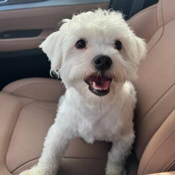 DODO -  Havanese Dog for Adoption in New York, New York - DODO | PetCurious