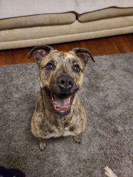 Boxer Dogs Available for Adoption - Fanta *BONDED PAIR* | PetCurious