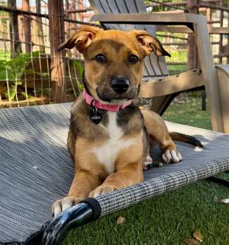 Hazel -  Hound Dog for Adoption in Southlake, Texas - Hazel | PetCurious