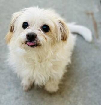 Mixed Breed Dogs Available for Adoption in West Chester, Pennsylvania - Carly | PetCurious