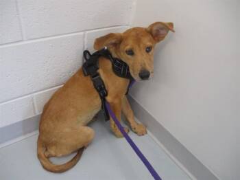 ROBIN -  Australian Shepherd and Mixed Breed Dog for Adoption in Ocala, Florida - ROBIN | PetCurious