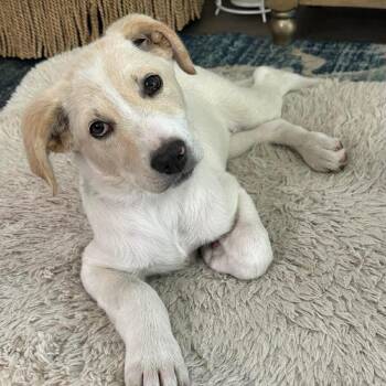 Great Pyrenees and Mixed Breed Dogs Available for Adoption in Olathe, Kansas - Smuckers | PetCurious