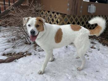 Mixed Breed Dogs Available for Adoption - Mister Rogers | PetCurious