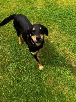Kit Kat -  Hound and Mixed Breed Dog for Adoption in Hampton, Virginia - Kit Kat | PetCurious