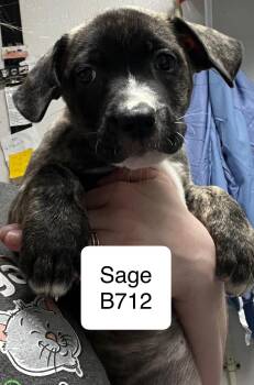 Rescue Labrador Retriever Dogs for Adoption in Morganton, North Carolina - Sage | PetCurious