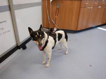 Rat Terrier and Mixed Breed Dogs Available for Adoption in San Jose, California - DELL | PetCurious