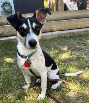 Zak -  Jack Russell Terrier Dog for Adoption in Toronto, Ontario - Zak | PetCurious