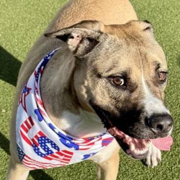 Mixed Breed Dogs Available for Adoption in Largo, Florida - Jamie | PetCurious