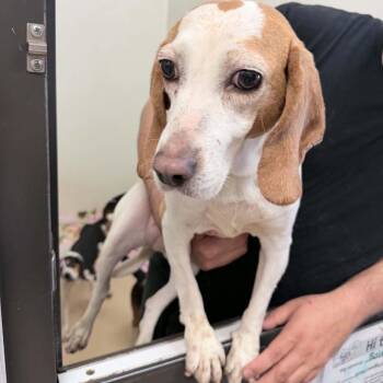 Beagle Dogs Available for Adoption in Chino Hills, California - Frida Kahlo - Chino Hills Location | PetCurious