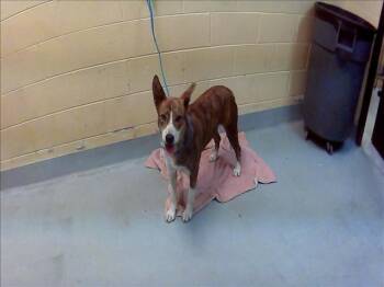 Australian Cattle Dog Blue Heeler and Pit Bull Terrier Dogs Available for Adoption in Tulsa, Oklahoma - TOASTER | PetCurious