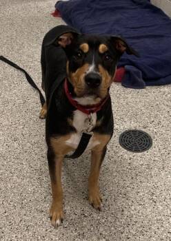 Kairo -  Mixed Breed Dog for Adoption in Kansas City, Missouri - Kairo | PetCurious