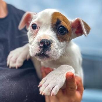 Katya -  Mixed Breed Dog for Adoption in Springboro, Ohio - Katya | PetCurious