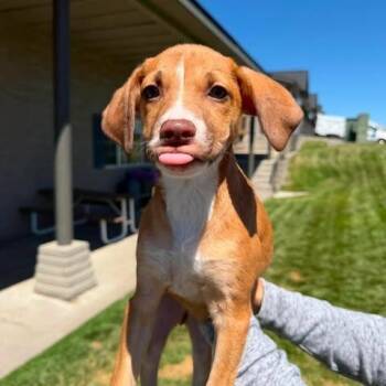 Eva -  Mixed Breed Dog for Adoption in Bend, Oregon - Eva | PetCurious