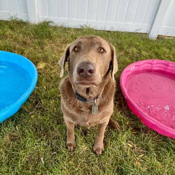 Houston -  Labrador Retriever Dog Available for Adoption in Logan, Utah - Houston | PetCurious