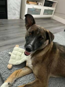 Badger -  Shepherd Dog for Adoption in Abbotsford, British Columbia - Badger | PetCurious