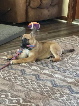 Duke -  German Shepherd Dog Dog for Adoption in Plymouth, Michigan - Duke | PetCurious