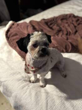 Shih Tzu Dogs Available for Adoption in Los Angeles, California - Tommy | PetCurious