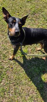 Perdy -  Australian Cattle Dog Blue Heeler Dog for Adoption in Manassas, Virginia - Perdy | PetCurious