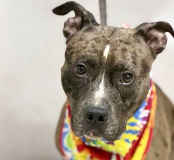 Nika -  Terrier Dog for Adoption in Sanford, Florida - Nika | PetCurious