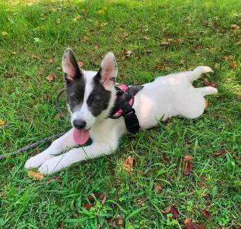 Gwen -  Shepherd Dog for Adoption in Rochester, New York - Gwen | PetCurious