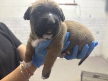 Rescue German Shepherd Dog and Mixed Breed Dogs for Adoption in San Bernardino, California - A585743 | PetCurious