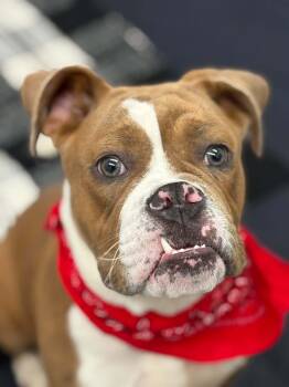 Boxer and Mixed Breed Dogs Available for Adoption in Oxford, Michigan - Orwell | PetCurious