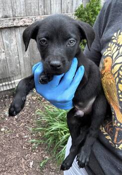 Volkl -  Labrador Retriever Dog for Adoption in Bull Valley, Illinois - Volkl | PetCurious