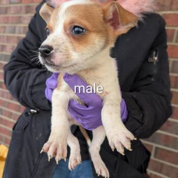 Australian Cattle Dog Blue Heeler Dogs Available for Adoption - Lilly | PetCurious