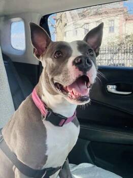 Mixed Breed Dogs Available for Adoption in West Chester, Pennsylvania - Greeney | PetCurious