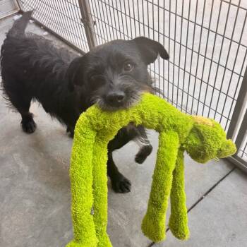 Rescue Schnauzer and Terrier Dogs for Adoption in Pineville, Missouri - Boo | PetCurious