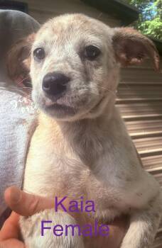 Rescue Australian Cattle Dog Blue Heeler Dogs for Adoption in Chattanooga, Tennessee - Heeler Bunch!! | PetCurious