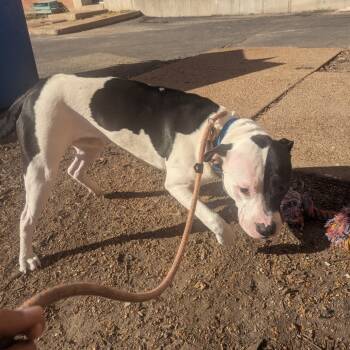 Rescue Terrier Dogs for Adoption in St. Louis, Missouri - Nevis | PetCurious