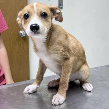 Ziti-4410 -  Spitz and Mixed Breed Dog for Adoption in Tyler, Texas - Ziti-4410 | PetCurious
