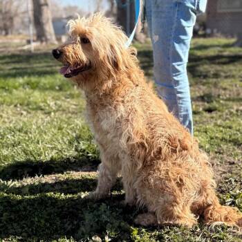 Golden Retriever Dogs Available for Adoption - Sandy | PetCurious