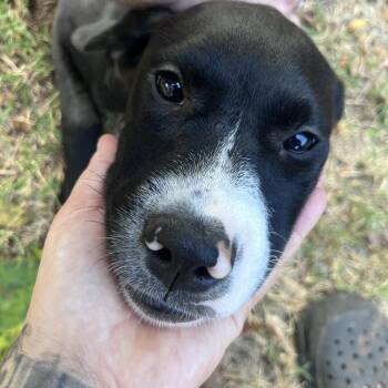 Rescue Black Labrador Retriever Dogs for Adoption in Pottsboro, Texas - Bellini | PetCurious