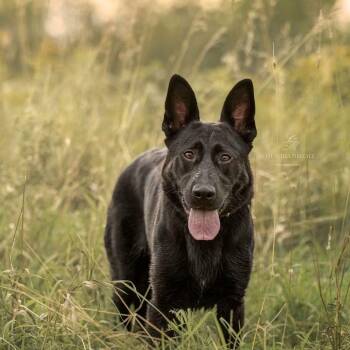 Neo -  German Shepherd Dog Dog for Adoption in Saint-basile, Quebec - Neo | PetCurious