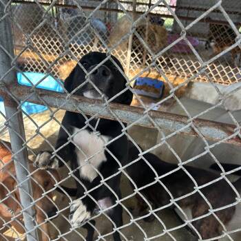 Rescue Mixed Breed Dogs for Adoption in Bruce, Mississippi - Tim | PetCurious