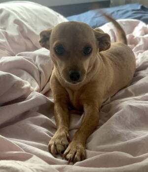 Chia -  Chihuahua Dog for Adoption in Seattle, Washington - Chia | PetCurious