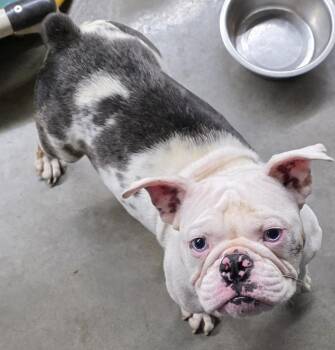 Georgia -  English Bulldog Dog for Adoption in Momence, Illinois - Georgia | PetCurious